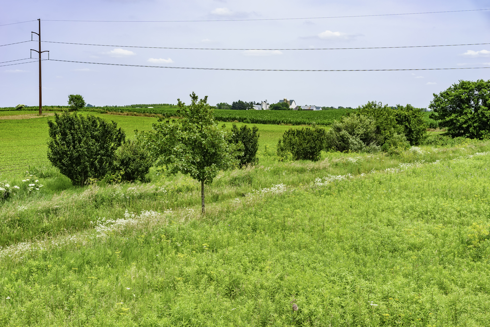 Edge of prairie restoration area with path lined by wildflowers near farm fields, summer in northern Illinois
